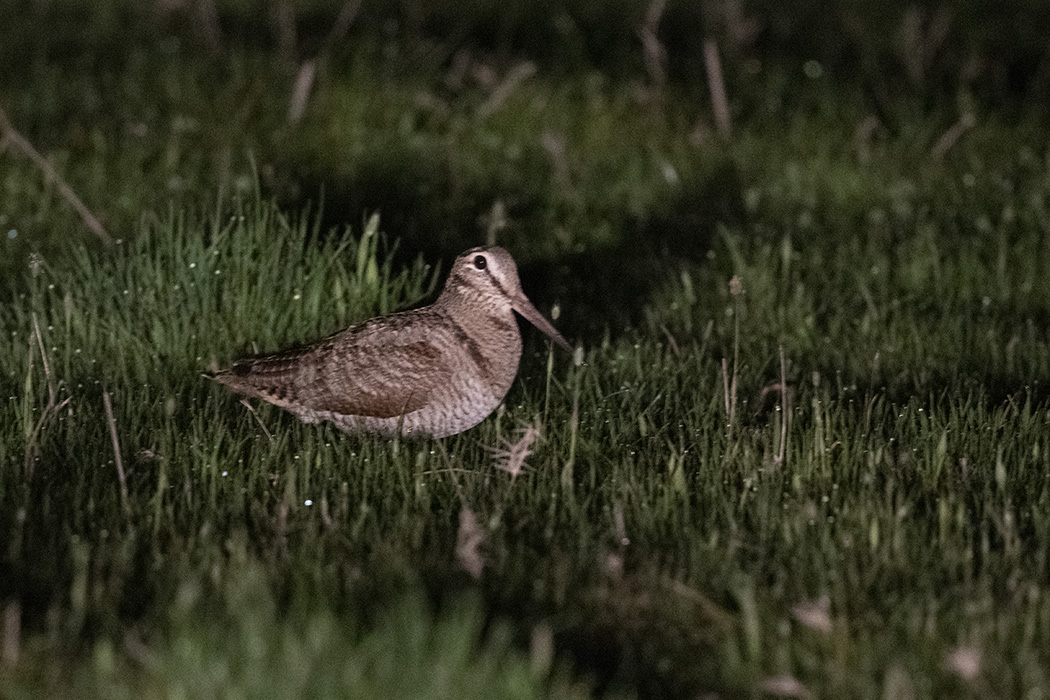 Eurasian Woodcock — Ana fotoğraf